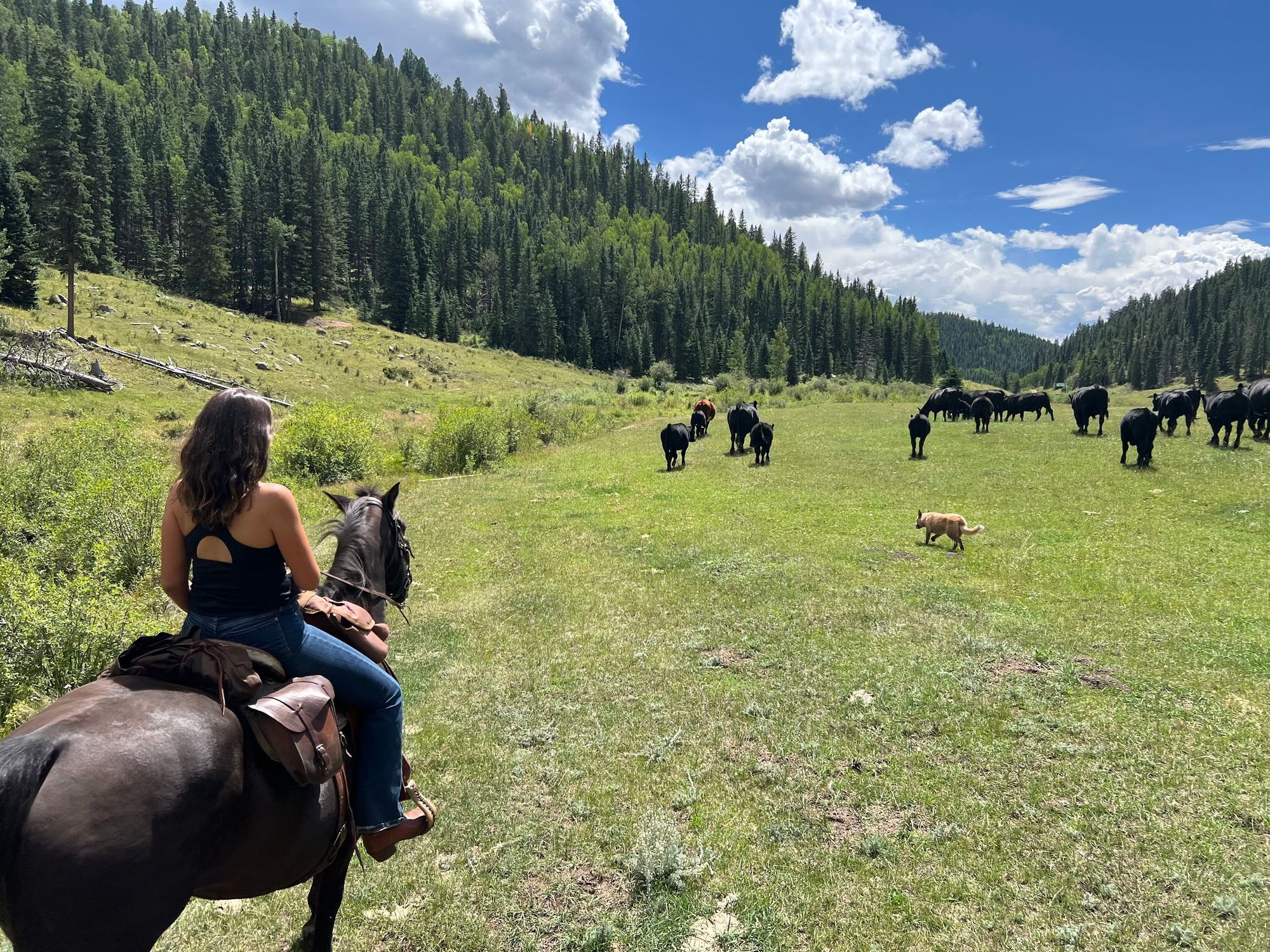 A rider watching the herd move up the meadow, the ranch dog trotting alongside