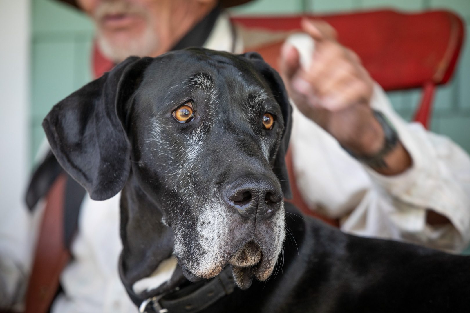 A gray-muzzled Great Dane at the August barn dance