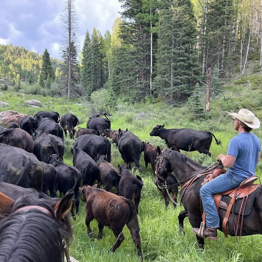 A rider working black cattle along the timber at Elk Glade