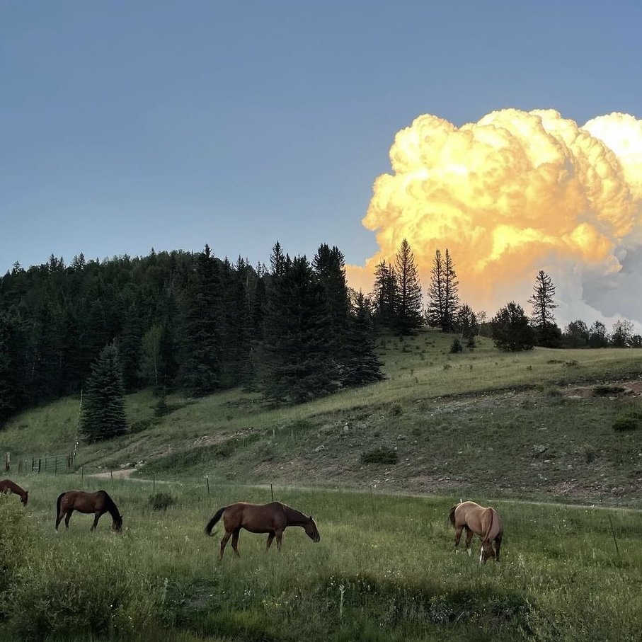 Ranch horses grazing the meadow under a summer thunderhead