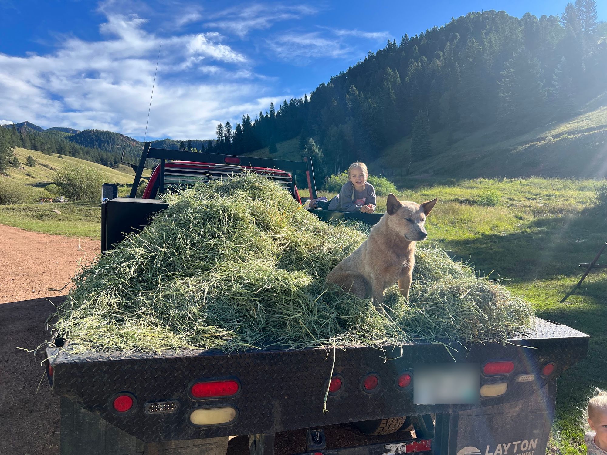A young guest and the ranch dog riding a load of hay on the ranch truck