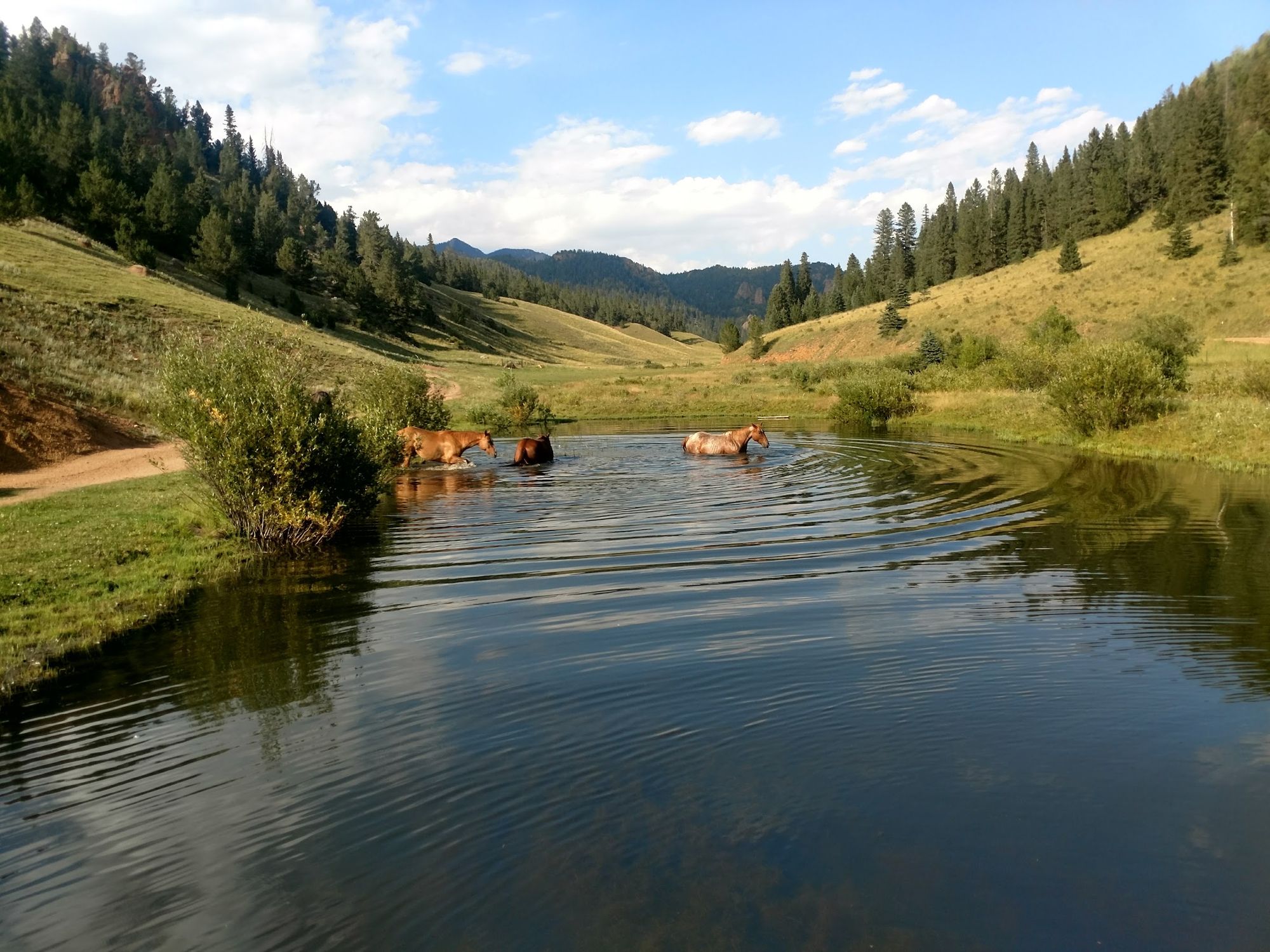 Horses wading across the ranch pond below the timbered ridges