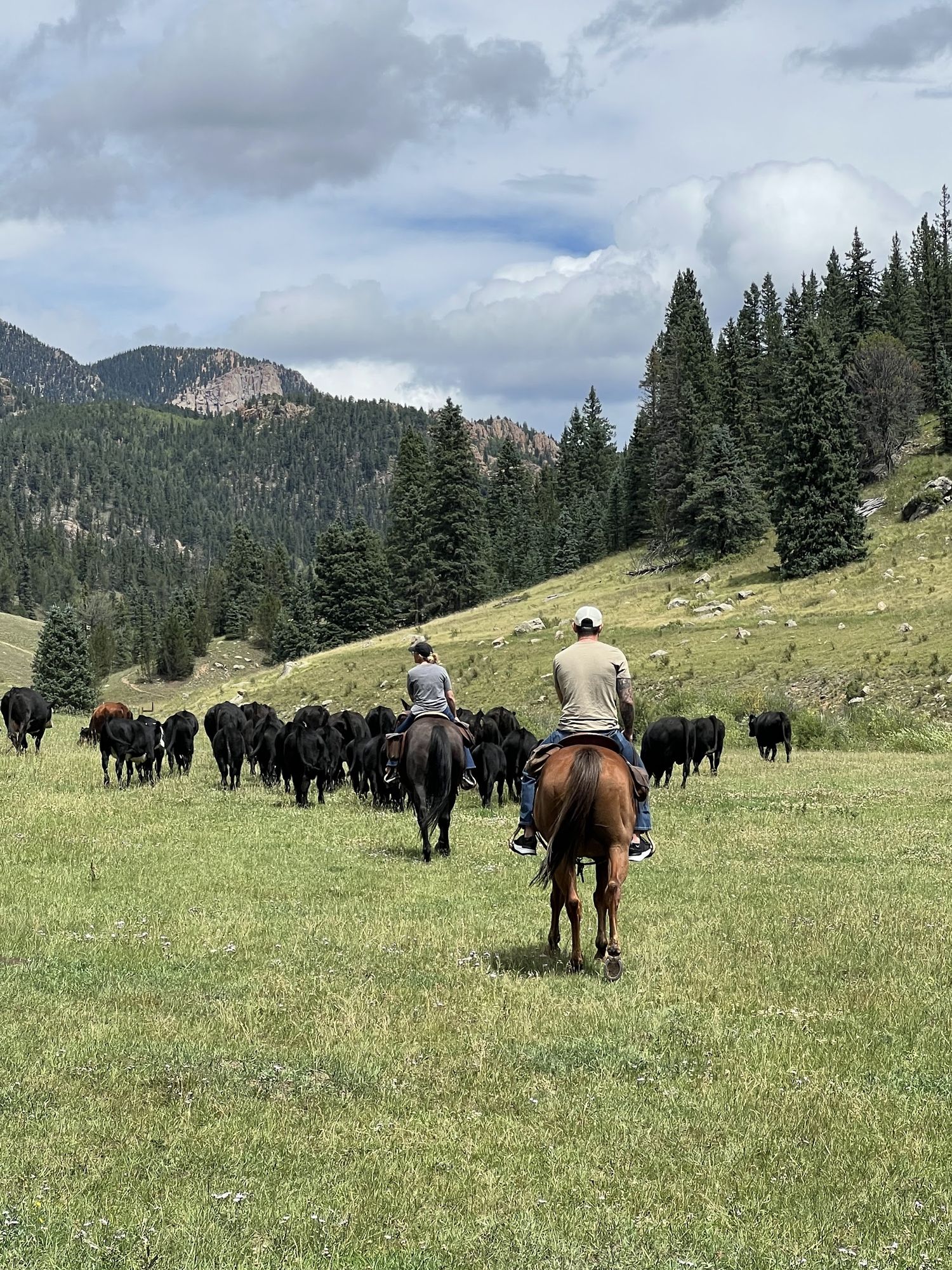 Two riders pushing a herd of black cattle across a mountain meadow at Elk Glade
