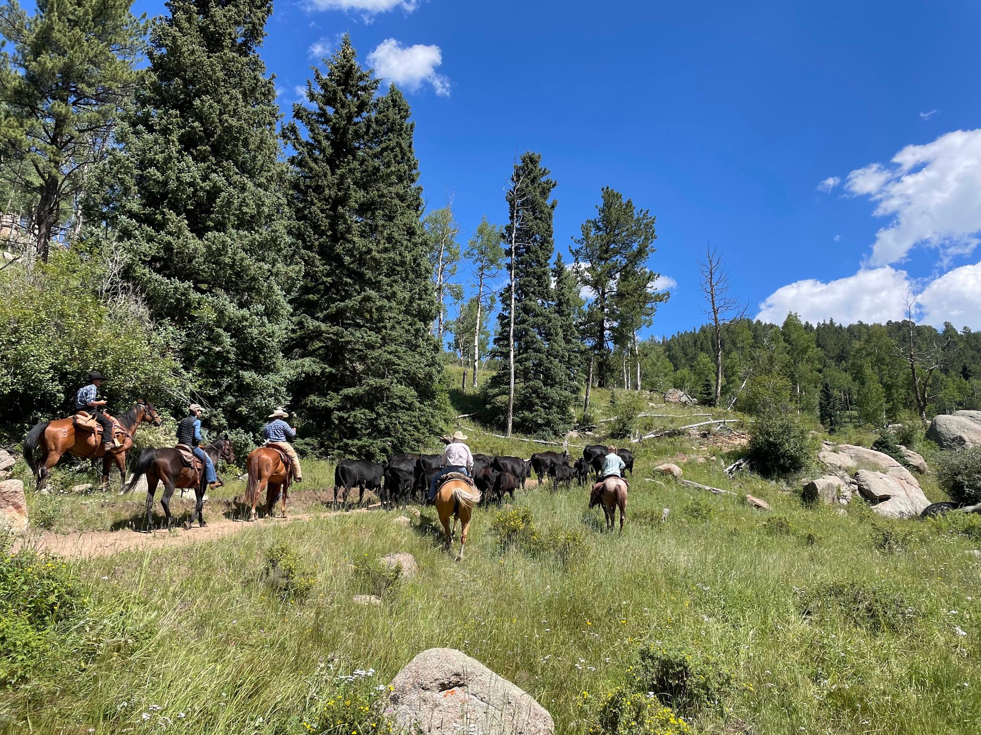 A group of riders moving cattle along a trail through the pines