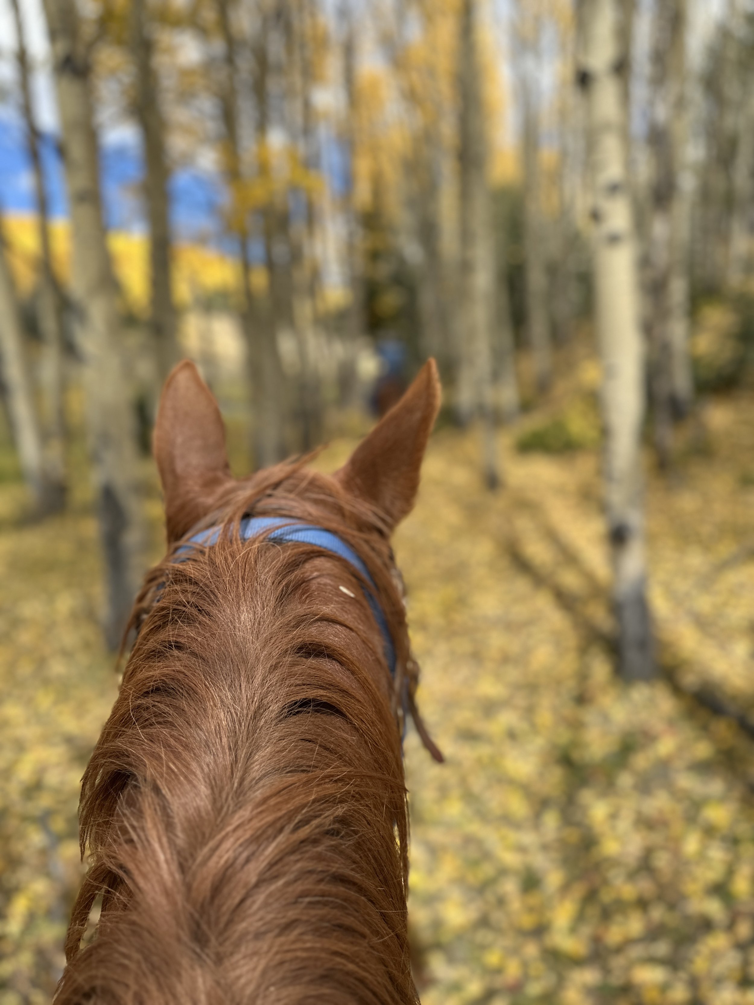 Riding into the September aspens on the south slope of Pikes Peak