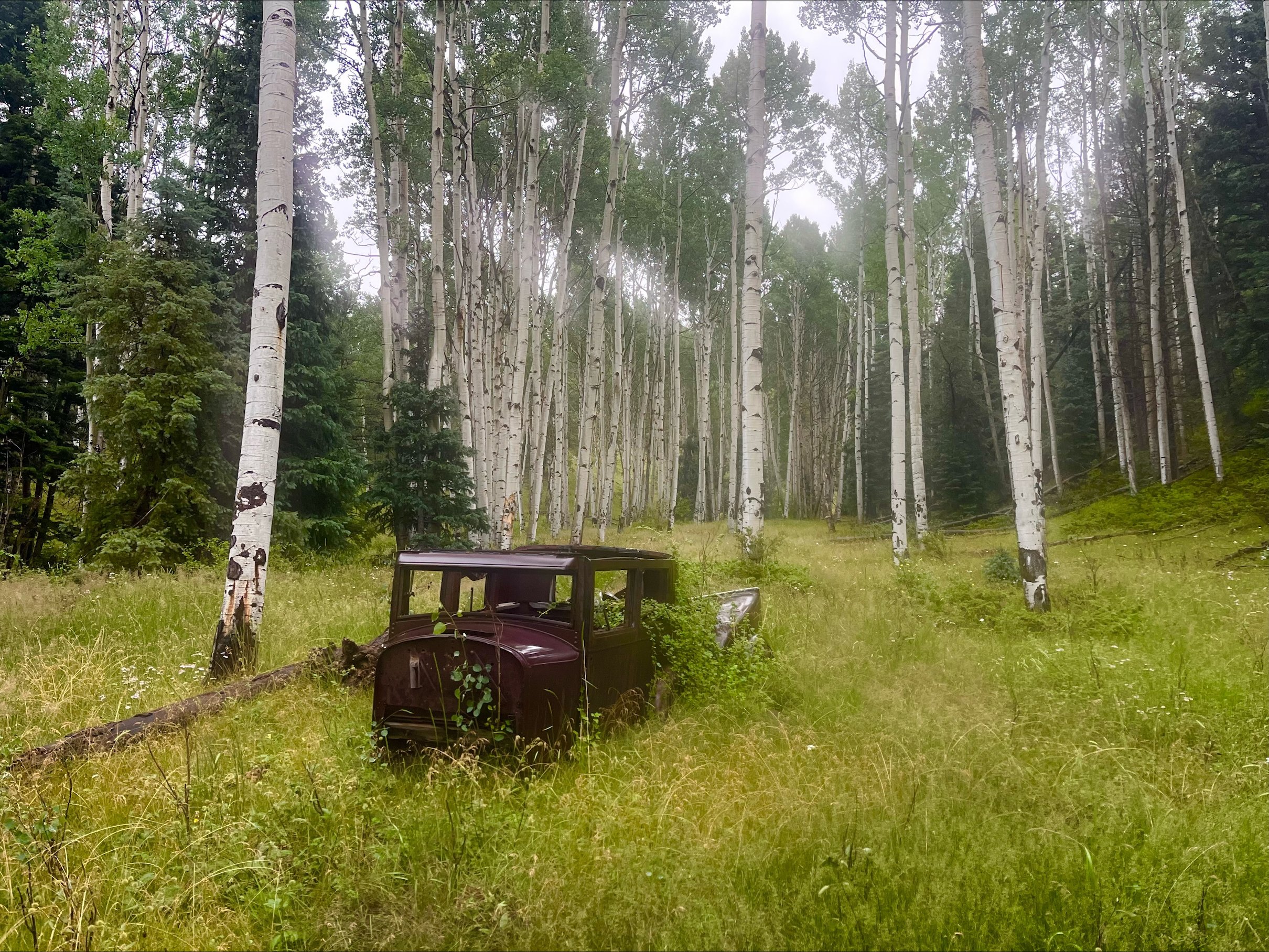 An old car settling into an aspen grove on the ranch