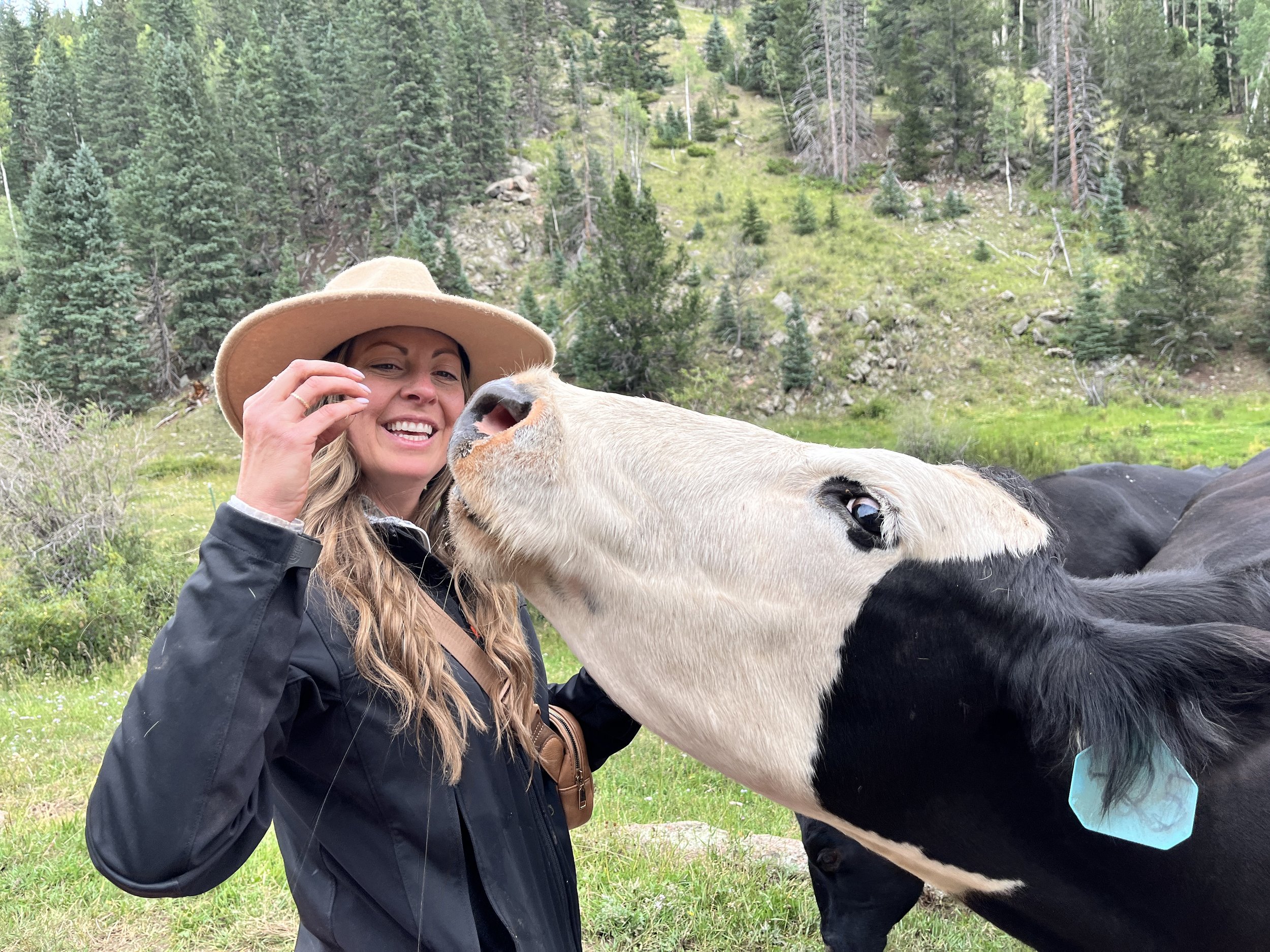 A guest getting nuzzled by a curious cow in the pasture